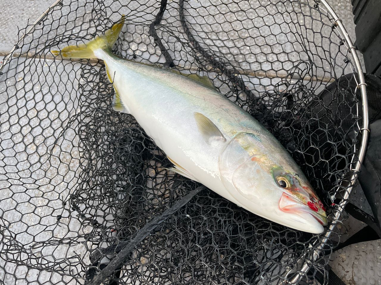 TENRYU ジグザム ワイルドマーク JWM611S-0/2の最安値・インプレ・釣果