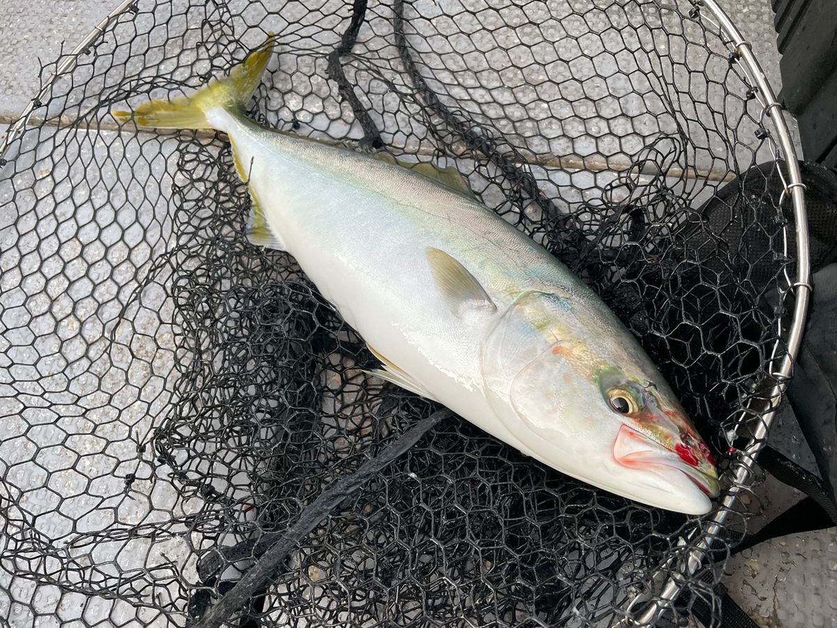 ケンタマンさんの釣果 1枚目の画像