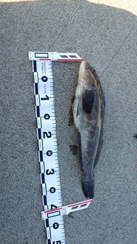 アイナメの釣果