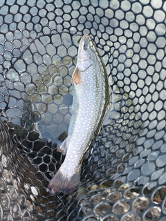 ブルックトラウトの釣果