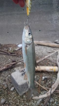 ウグイの釣果