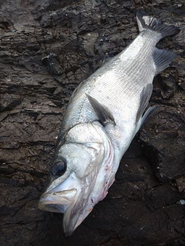ヒラスズキの釣果