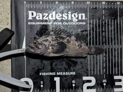 クロソイの釣果