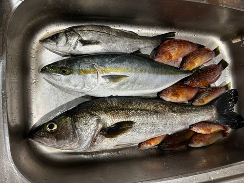 シーバスの釣果