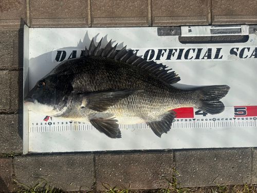 クロダイの釣果