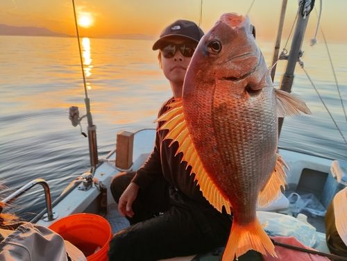 マダイの釣果