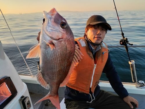 マダイの釣果