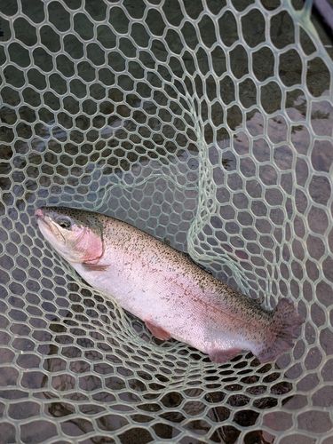 レインボートラウトの釣果