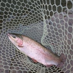 レインボートラウト