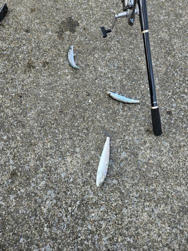 マイワシの釣果