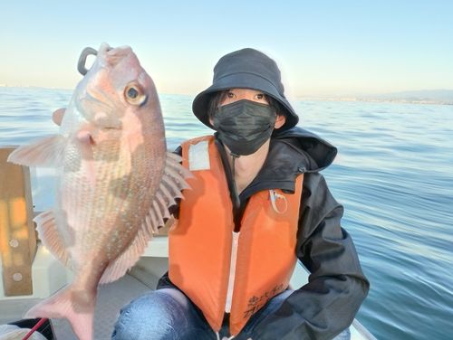 マダイの釣果