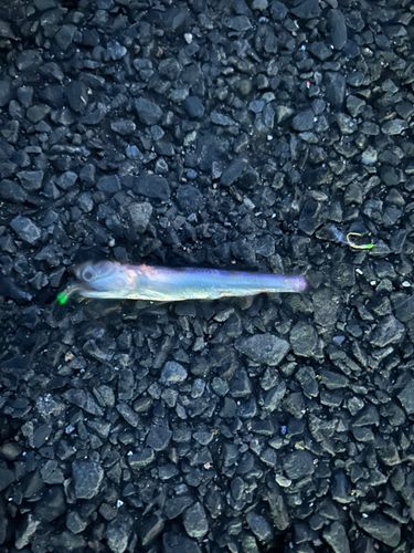 コノシロの釣果