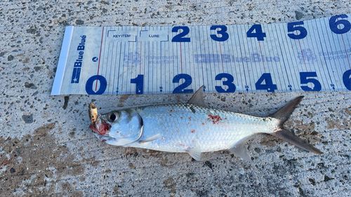 ターポンの釣果