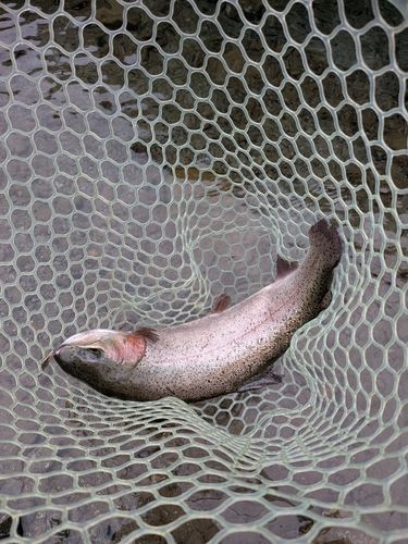 レインボートラウトの釣果