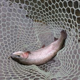 レインボートラウト