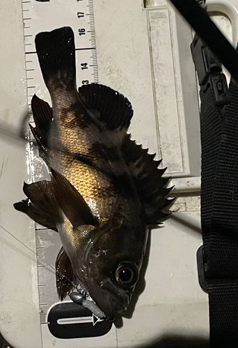 メバルの釣果