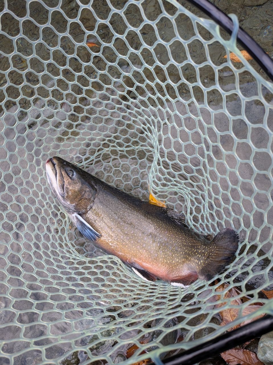 ブルックトラウト