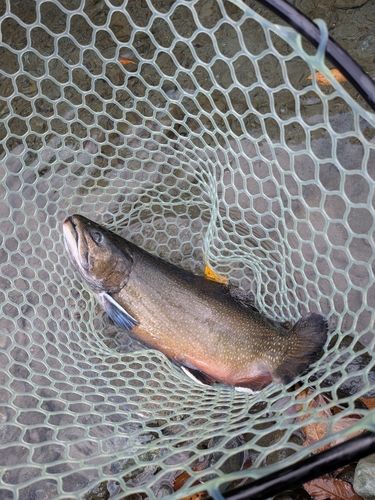 ブルックトラウトの釣果