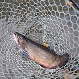 ブルックトラウト