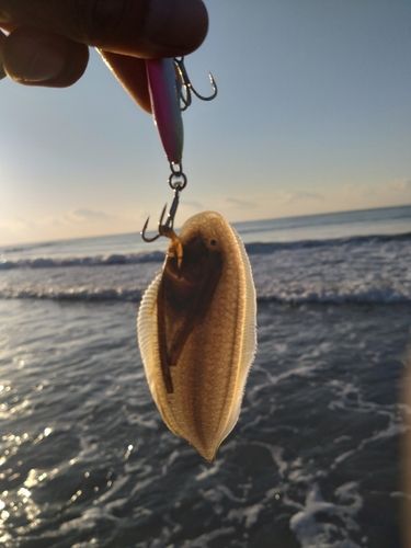シタビラメの釣果
