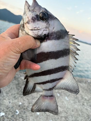 イシダイの釣果