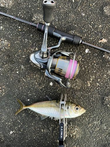 神戸空港親水護岸