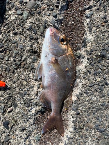 チャリコの釣果