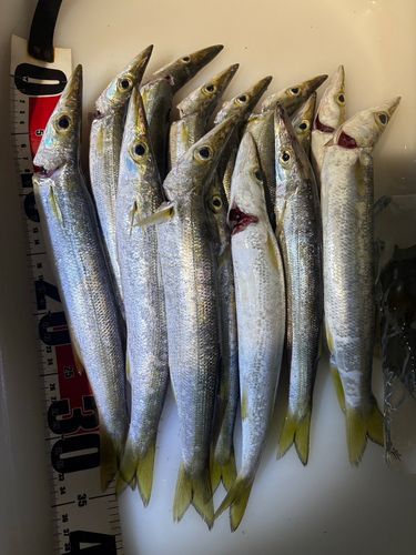 アカカマスの釣果