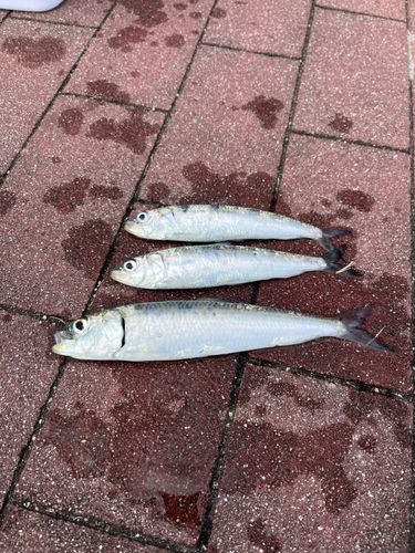 豊洲ぐるり公園