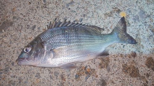 クロダイの釣果