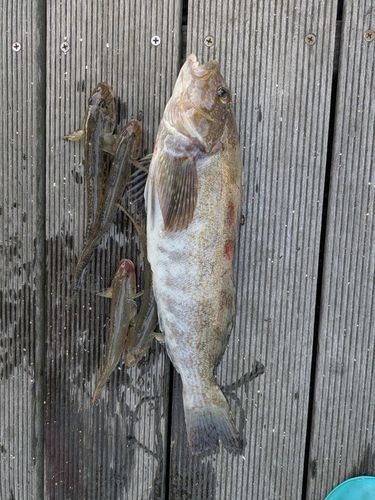 仙台港中央公園