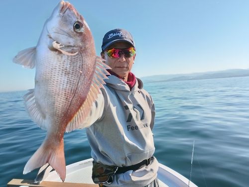 マダイの釣果