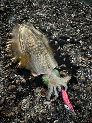 アオリイカの釣果