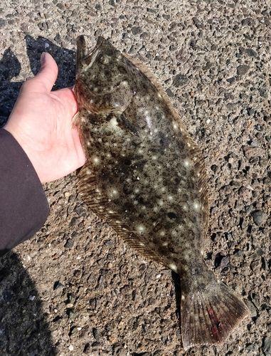 ヒラメの釣果