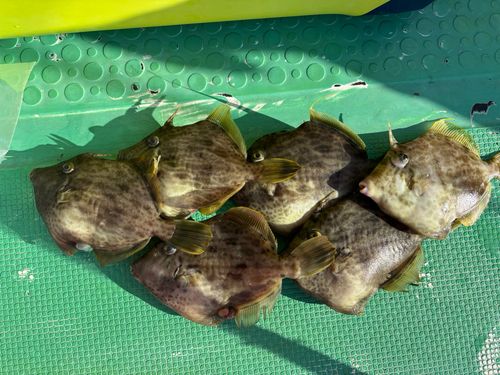 カワハギの釣果