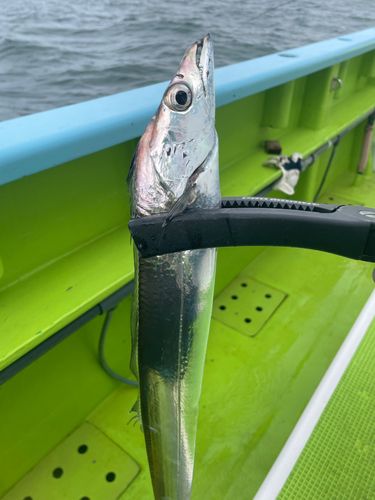 タチウオの釣果