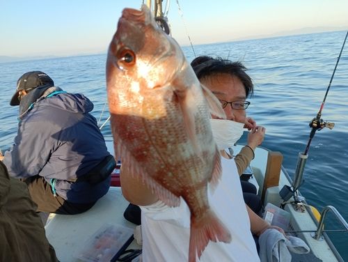 マダイの釣果