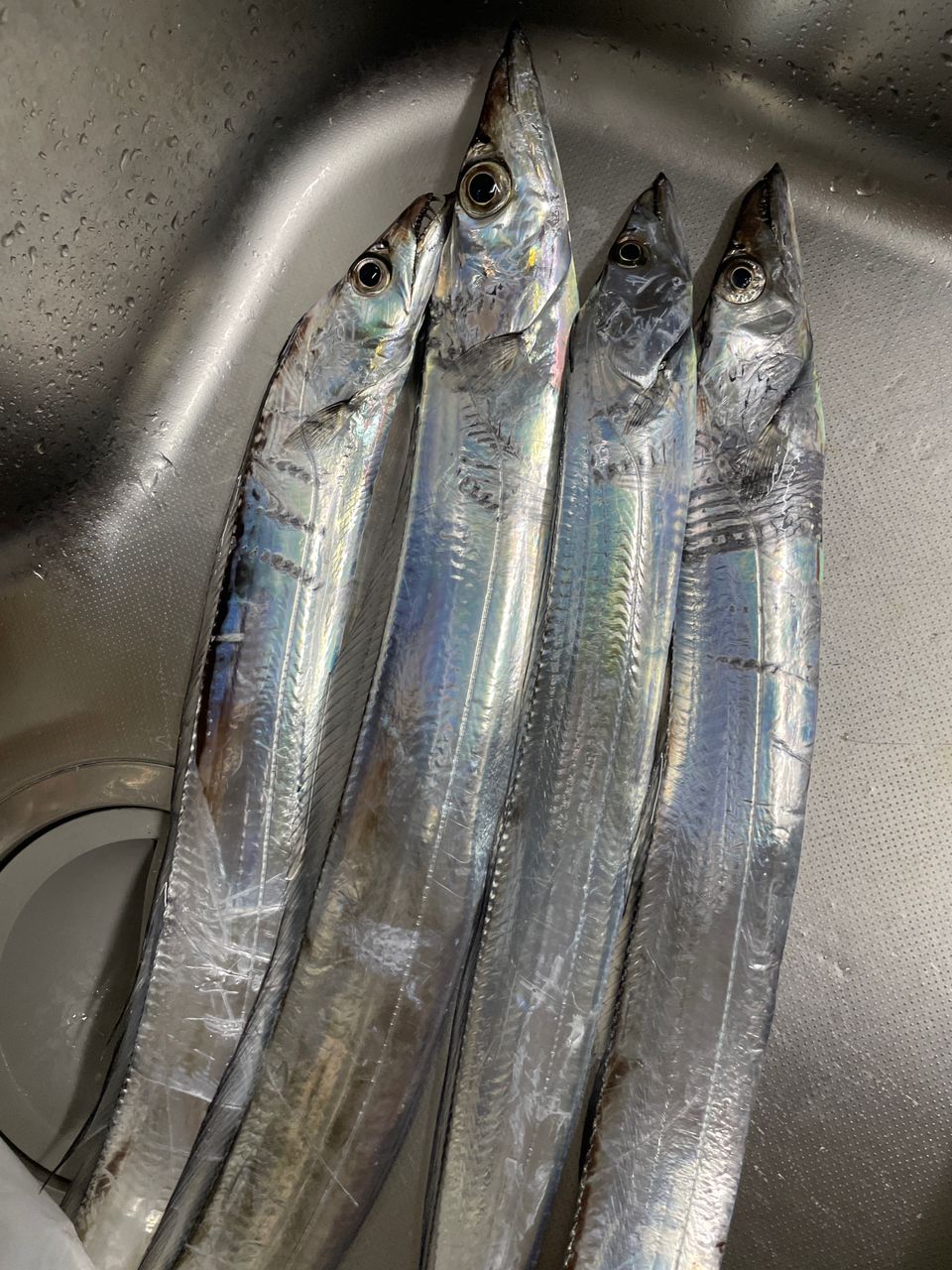 ジグNs.さんの釣果 2枚目の画像