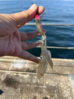 ヒイカの釣果
