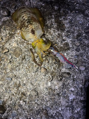 アオリイカの釣果