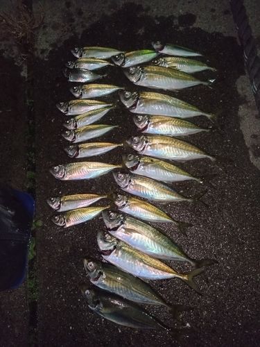 アジの釣果