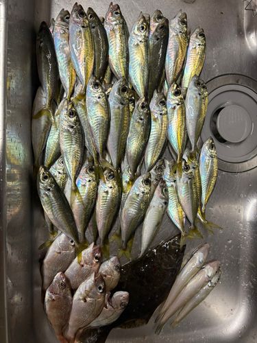 アジの釣果