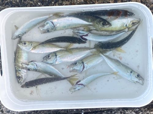 アジの釣果
