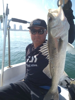 シーバスの釣果