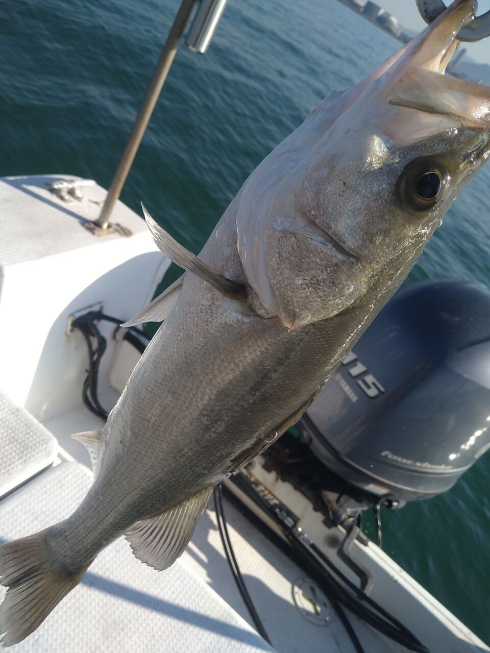 ガキリュウさんの釣果 3枚目の画像