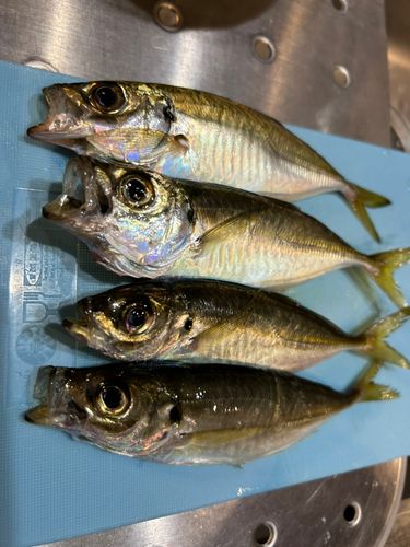 アジの釣果