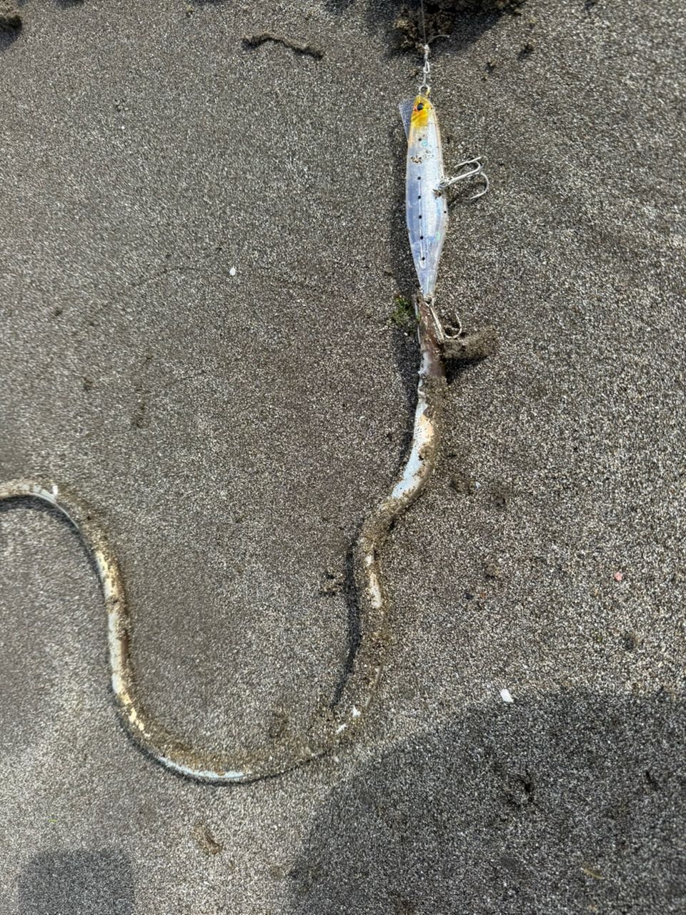 ダイナンウミヘビ