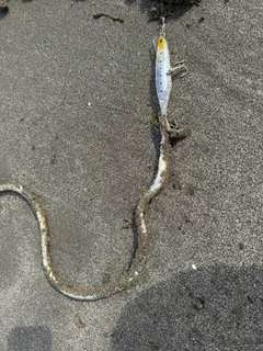 ダイナンウミヘビの釣果