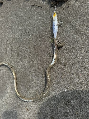 ダイナンウミヘビの釣果