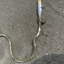 ダイナンウミヘビ